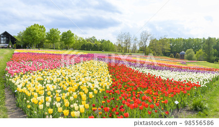 盛開的鬱金香（全景拍攝） 98556586