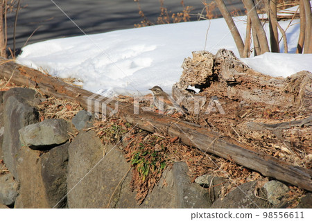 鵝口瘡 / 步行 98556611