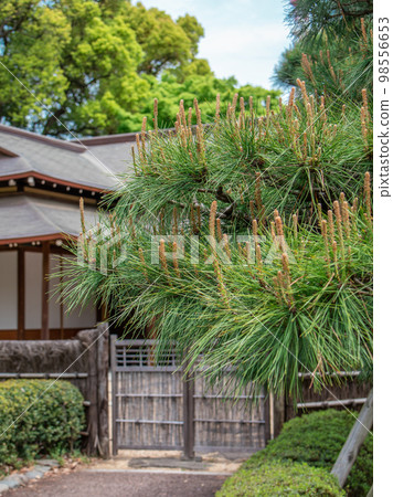 Japanese garden of the Imperial Palace Japanese garden of the Imperial Palace 98556653