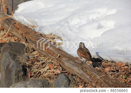 Thrush / Walking 98556665
