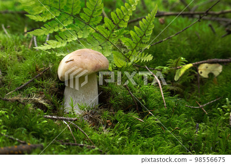 Mushroom growing on lush green moss in a forest 98556675