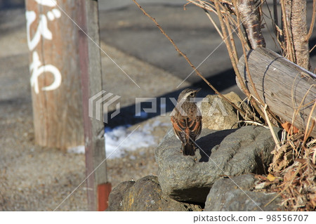 Thrush / Walking Thrush / Walking 98556707