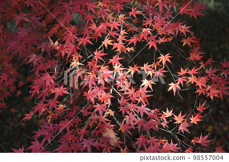 Maple leaves dyed red 98557004