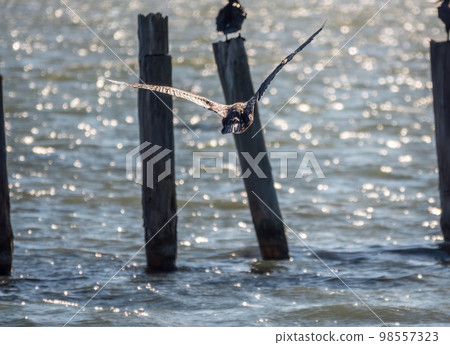Black Cormorant flying in blue sky. The great cormorant, Phalacrocorax carbo Black Cormorant flying in blue sky. The great cormorant, Phalacrocorax carbo 98557323