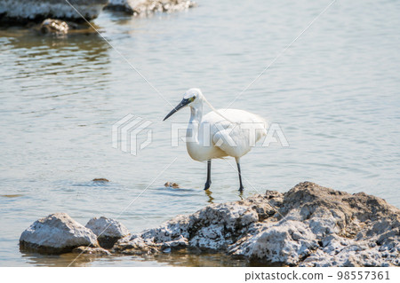 The small white heron or Little egret stands in the lake The small white heron or Little egret stands in the lake 98557361