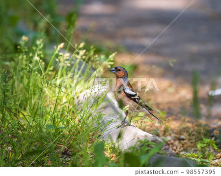 Common chaffinch, Fringilla coelebs, sits on a green lawn in spring. Common chaffinch in wildlife. Common chaffinch, Fringilla coelebs, sits on a green lawn in spring. Common chaffinch in wildlife. 98557395