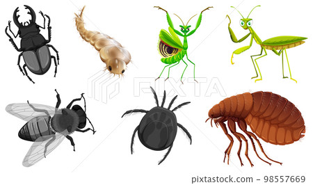 Set of different kinds of insects Set of different kinds of insects 98557669