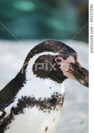 penguin in profile penguin in profile 98557890