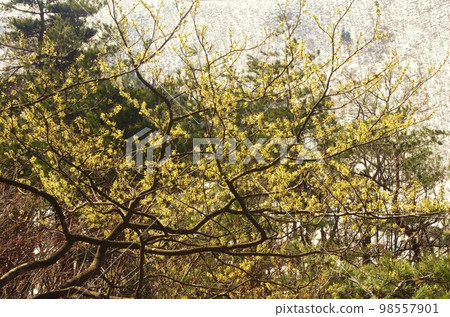Satoyama with remaining snow, old witch hazel trees in full bloom 98557901