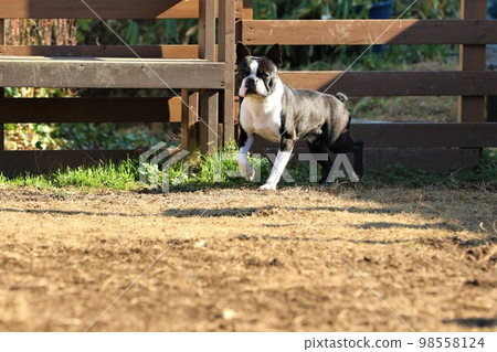 Mighty-kun, a cute Boston Terrier happily playing on the dog run in Sakado City. Mighty-kun, a cute Boston Terrier happily playing on the dog run in Sakado City. 98558124