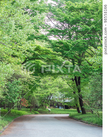 The thicket of the Imperial Palace The thicket of the Imperial Palace 98558166