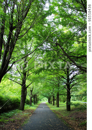 One road of forest One road of forest 98558436