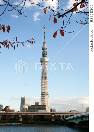 秋天墨田公園的晴空塔 98558505