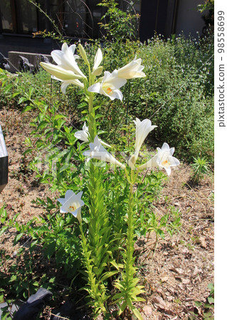 初夏花/百合 98558699