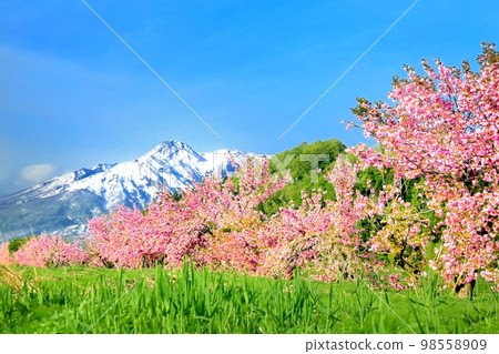 Row of double cherry trees and Mt. Myoko Row of double cherry trees and Mt. Myoko 98558909