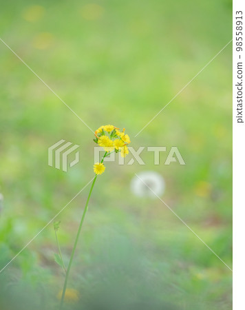 Onitabirako and fluff 98558913