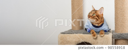Bengal cat in clothes lies on a scratching post. 98558918