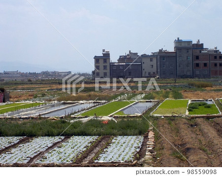 rural scenery of chengjiang, yunnan rural scenery of chengjiang, yunnan 98559098