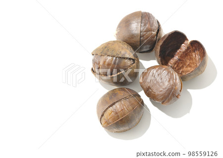 Photographing sweet chestnuts against a white background Photographing sweet chestnuts against a white background 98559126