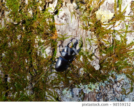 Stag beetle stag beetle summer vacation child 98559152