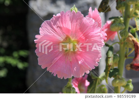 夏花/蜀葵 98559199