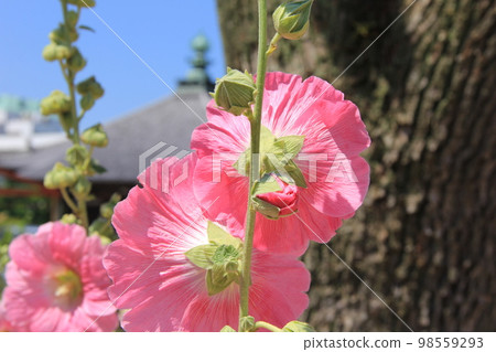 夏季花/節日花部分從後面看 夏季花/節日花部分從後面看 98559293
