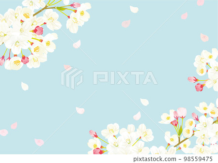 Cherry background illustration 98559475