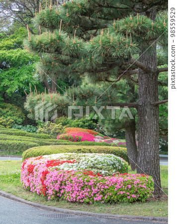 盛開在故宮日本庭院裡的杜鵑花 98559529