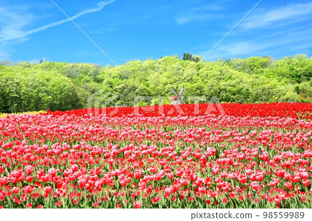 Echigo hilly park of tulips Echigo hilly park of tulips 98559989
