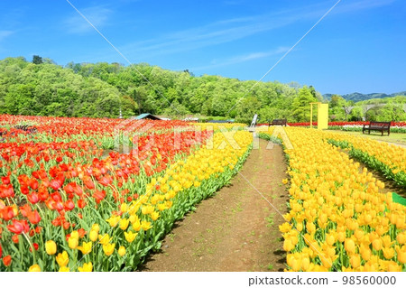 Echigo hilly park of tulips 98560000