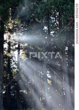 Mysterious forest Mysterious forest 98560239