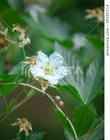 故宮盛開的卡子草莓花 98560314