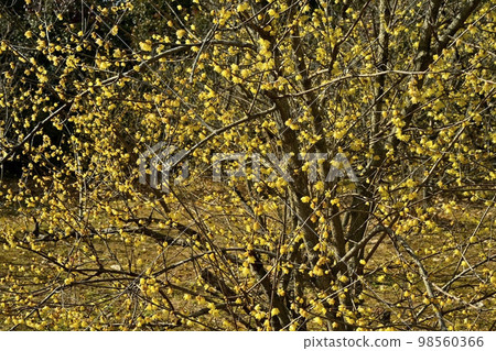 鹿沼市上長野的五香粉村 98560366