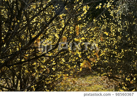 鹿沼市上長野的五香粉村 98560367