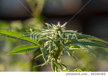 HDR close up shot of a cannabis plant blossom 98560368
