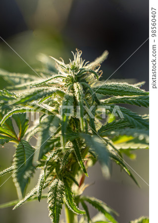 HDR close up shot of a cannabis plant blossom HDR close up shot of a cannabis plant blossom 98560407