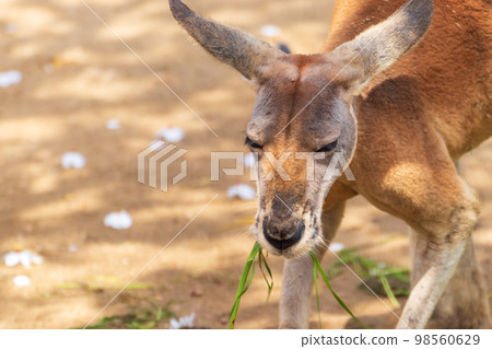 吃綠草的袋鼠 98560629