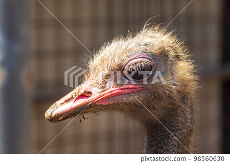 大眼睛鴕鳥臉 大眼睛鴕鳥臉 98560630