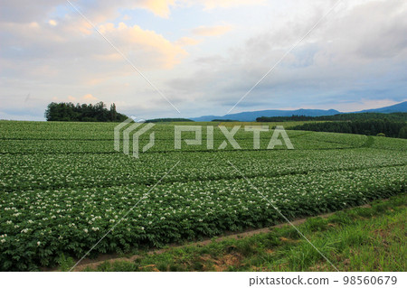 Potato field with white flowers in full bloom 98560679