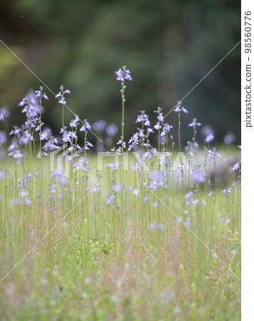 Matsubaunran blooming in the Imperial Palace 98560776