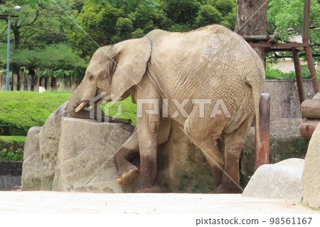 正在休息的森林大象 98561167