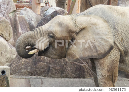 森林大象飲用水 98561173