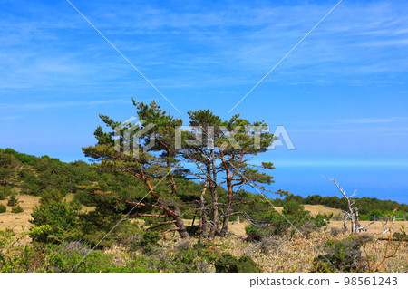 Hallasan azaleas, royal azaleas, spring, Eorimok, Yeongsil course, south wall, wild flowers, hiking, Hallasan azaleas, royal azaleas, spring, Eorimok, Yeongsil course, south wall, wild flowers, hiking, 98561243