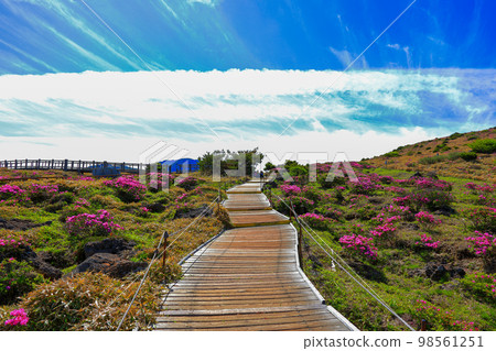 漢拏山杜鵑花，皇家杜鵑花，春天，Eorimok，Yeongsil路線，南牆，野花，徒步旅行， 98561251