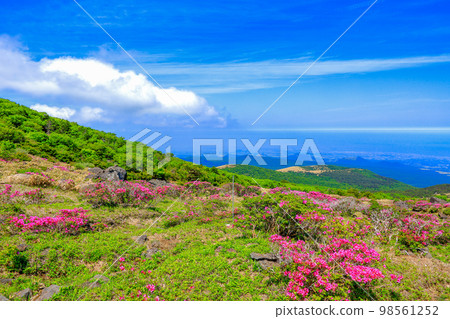 Hallasan azaleas, royal azaleas, spring, Eorimok, Yeongsil course, south wall, wild flowers, hiking, 98561252