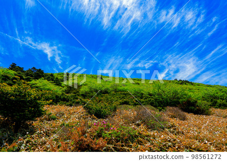 漢拏山杜鵑花,皇家杜鵑花,春天,Eorimok,Yeongsil路線,南牆,野花,徒步旅行, 漢拏山杜鵑花,皇家杜鵑花,春天,Eorimok,Yeongsil路線,南牆,野花,徒步旅行, 98561272