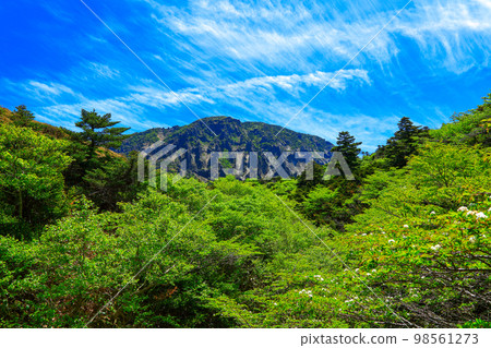 漢拏山杜鵑花,皇家杜鵑花,春天,Eorimok,Yeongsil路線,南牆,野花,徒步旅行, 漢拏山杜鵑花,皇家杜鵑花,春天,Eorimok,Yeongsil路線,南牆,野花,徒步旅行, 98561273
