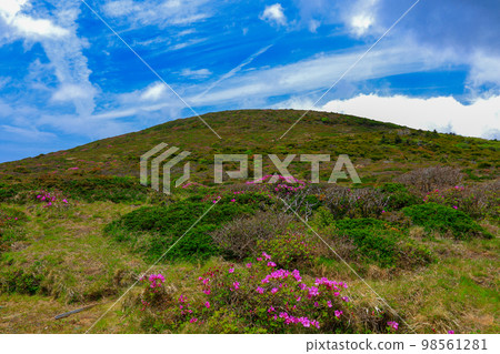 漢拏山杜鵑花,皇家杜鵑花,春天,Eorimok,Yeongsil路線,南牆,野花,徒步旅行, 漢拏山杜鵑花,皇家杜鵑花,春天,Eorimok,Yeongsil路線,南牆,野花,徒步旅行, 98561281