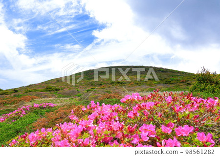漢拏山杜鵑花，皇家杜鵑花，春天，Eorimok，Yeongsil路線，南牆，野花，徒步旅行， 98561282