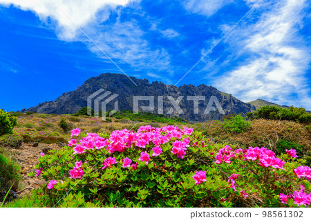 Hallasan azaleas, royal azaleas, spring, Eorimok, Yeongsil course, south wall, wild flowers, hiking, 98561302